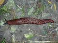 Limax&nbsp;dacampi